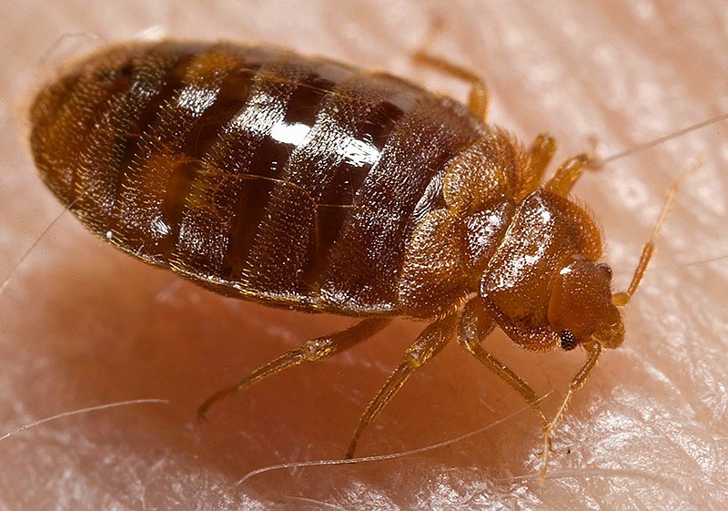 Bedbug Service