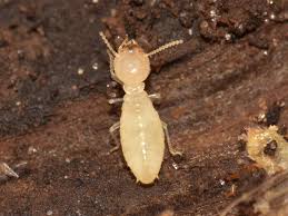 Termite Service