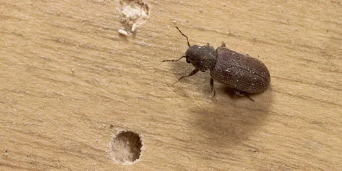 Wood Borer Treatment